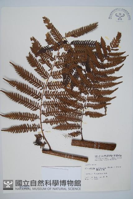 臺灣桫欏藏品圖，第1張