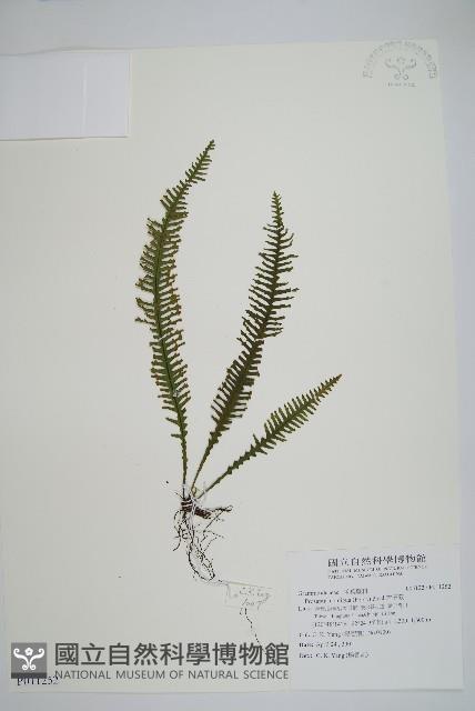 穴子蕨藏品圖，第1張