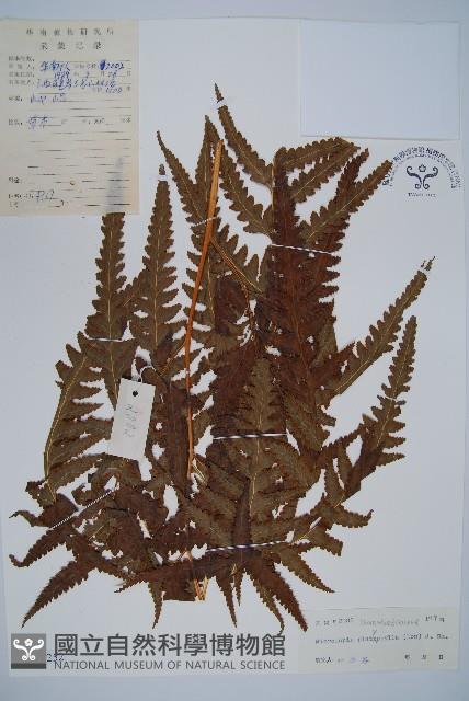 闊葉鱗蓋蕨藏品圖，第1張
