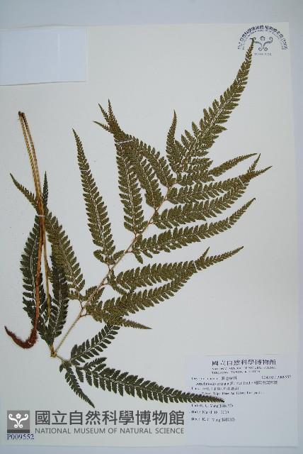 細葉複葉耳蕨藏品圖，第1張