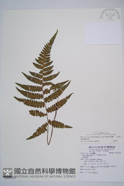 東洋蹄蓋蕨藏品圖，第1張