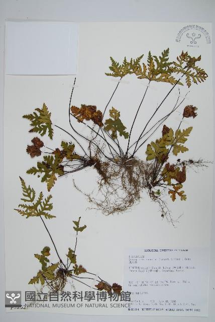 黑心蕨藏品圖，第1張