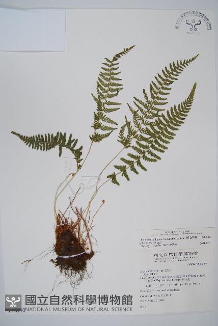 細毛碗蕨藏品圖，第1張