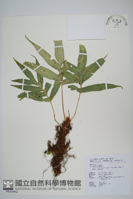 掌葉茀蕨藏品圖，第1張