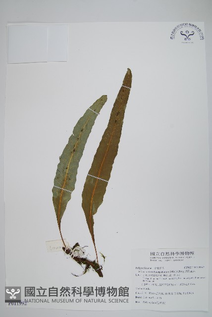 波氏星蕨藏品圖，第1張