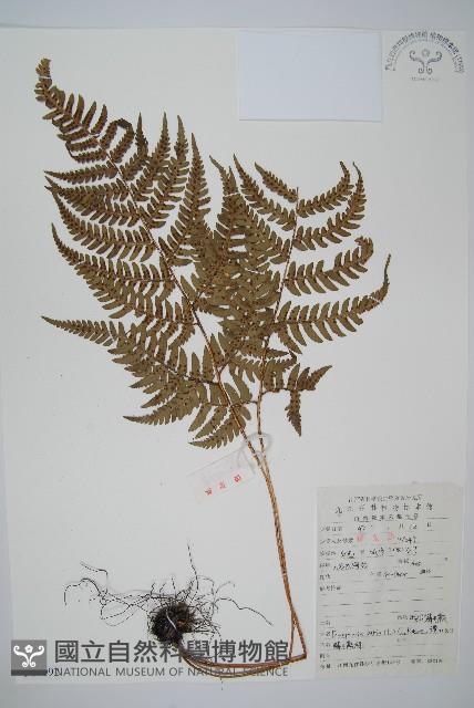 南海鱗毛蕨藏品圖，第1張