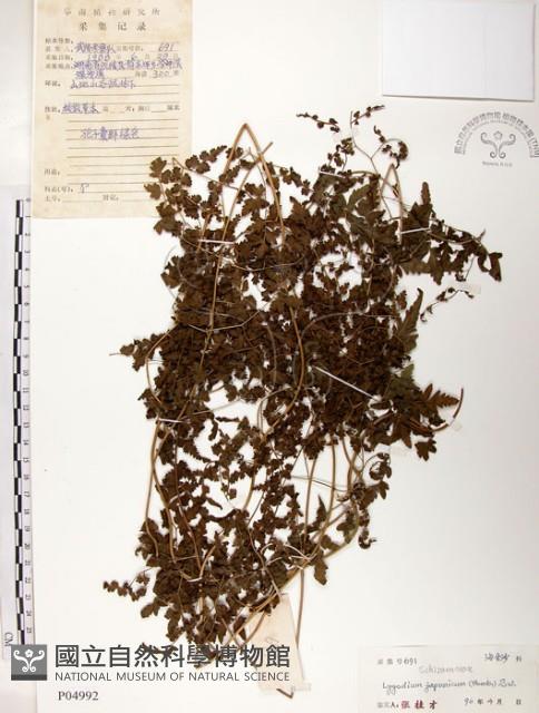 海金沙藏品圖，第1張