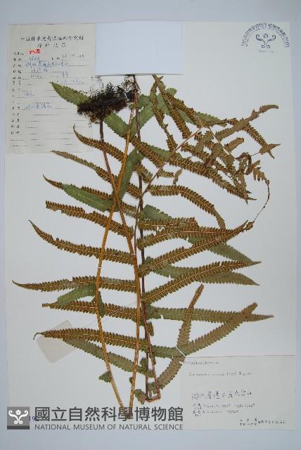 擬毛蕨藏品圖，第1張