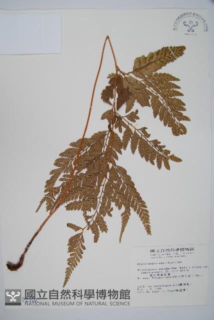 小葉複葉耳蕨藏品圖，第1張