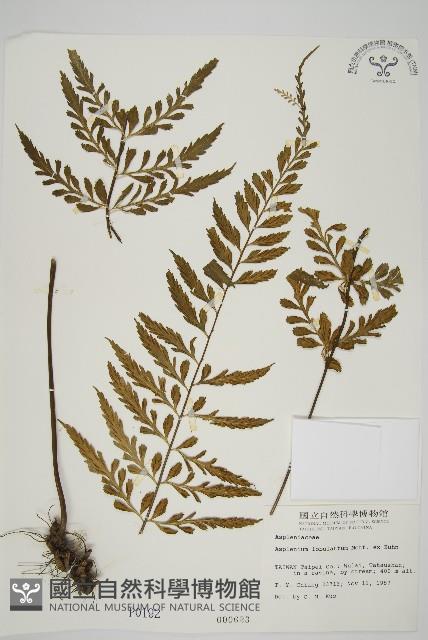 裂葉鐵角蕨藏品圖，第1張