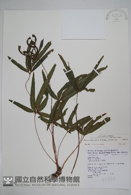 廣東鳳尾蕨、栗柄鳳尾蕨藏品圖，第1張