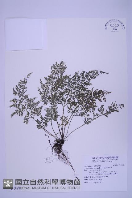 尖葉鐵角蕨藏品圖，第1張