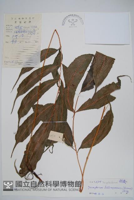 紅色新月蕨藏品圖，第1張