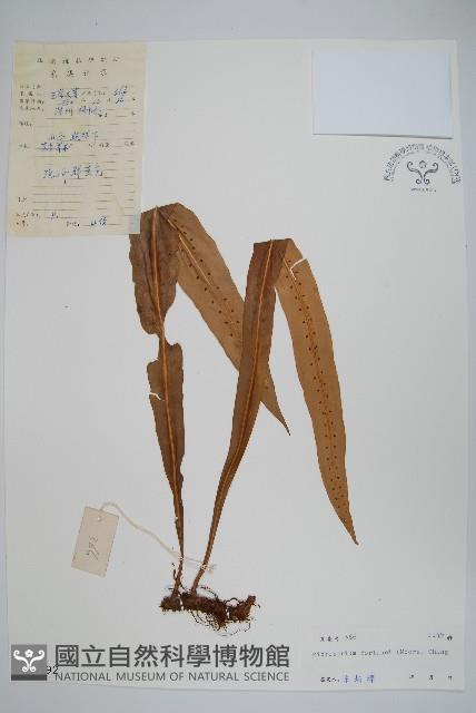 大星蕨藏品圖，第1張