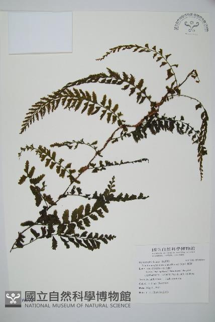 瓶蕨藏品圖，第1張