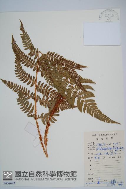 闊鱗鱗毛蕨藏品圖，第1張