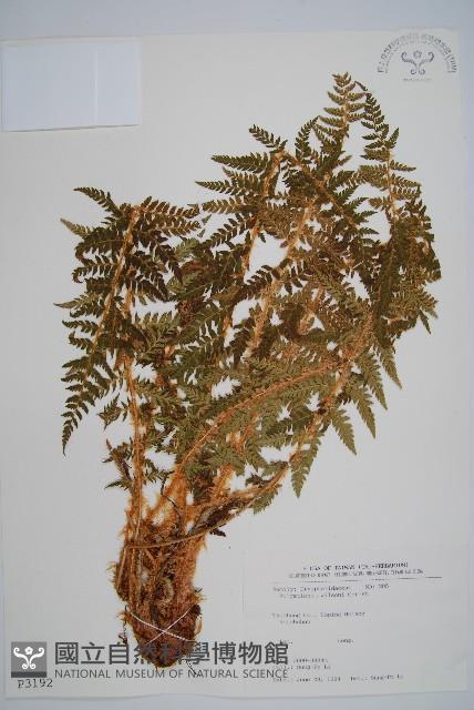 福山氏耳蕨藏品圖，第1張