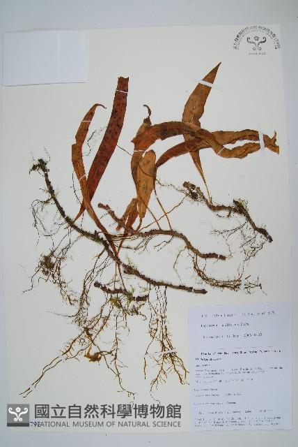 登錄號:P010792藏品圖，第1張