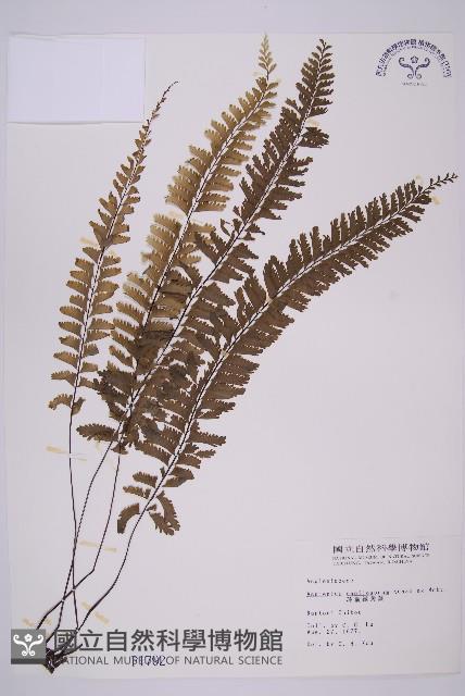 薄葉孔雀鐵角蕨、邊孢鐵角蕨藏品圖，第1張