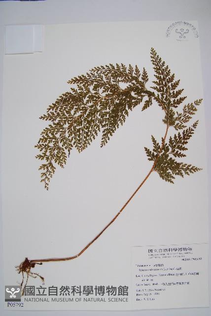 烏蕨藏品圖，第1張