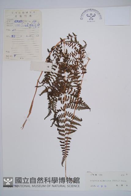 日本蹄蓋蕨藏品圖，第1張