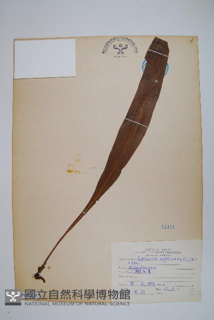 鱗瓦葦、長柄瓦葦藏品圖，第1張