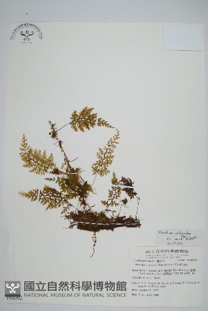 細葉蕗蕨藏品圖，第1張