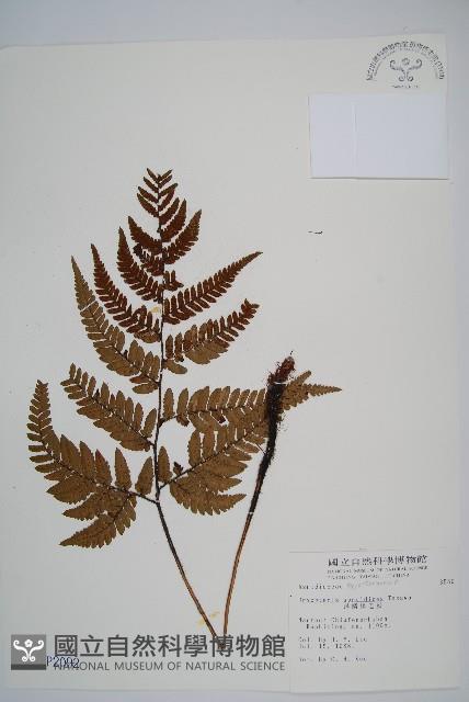 落鱗鱗毛蕨藏品圖，第1張