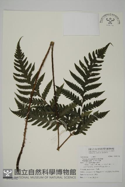 薄葉擬肋毛蕨、南洋三叉蕨藏品圖，第1張