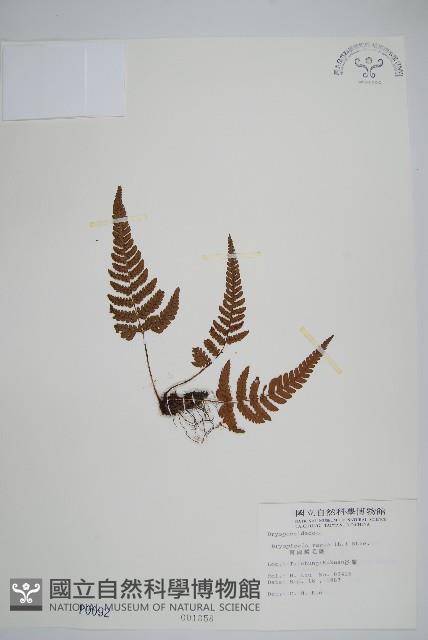 南海鱗毛蕨藏品圖，第1張