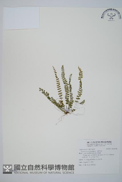 三翅鐵角蕨藏品圖，第1張