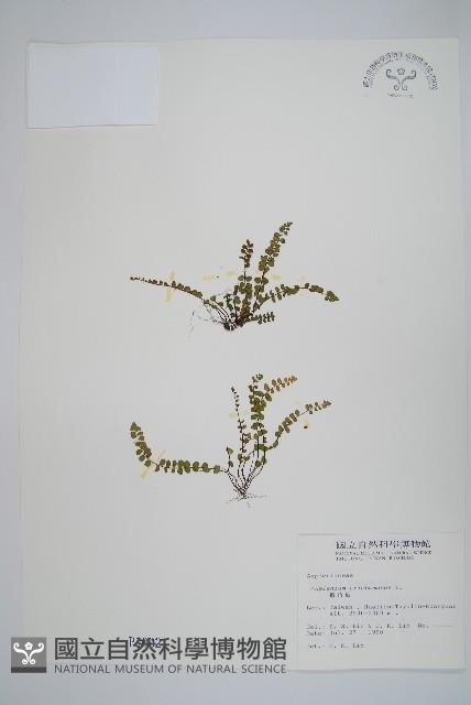 鐵角蕨藏品圖，第1張