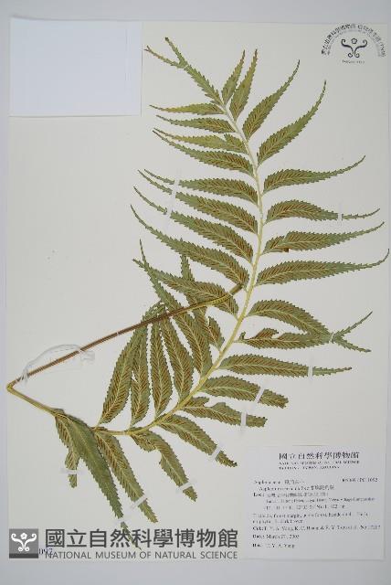 蘭嶼鐵角蕨藏品圖，第1張