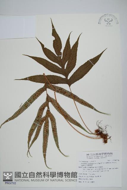 掌葉茀蕨藏品圖，第1張