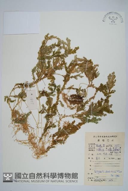 生根卷柏藏品圖，第1張