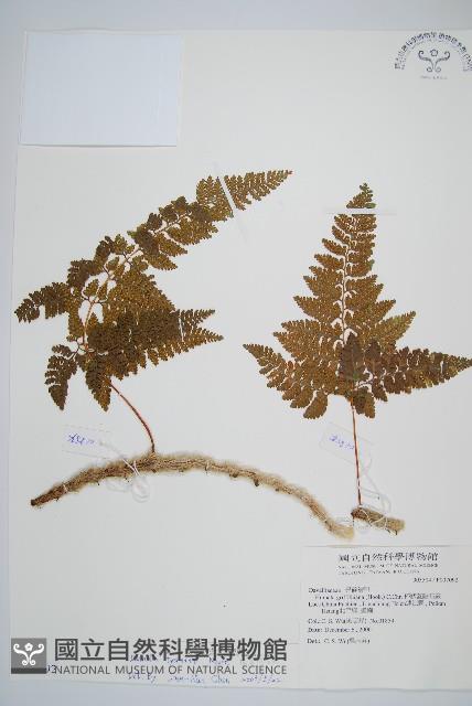 圓蓋陰石蕨藏品圖，第1張