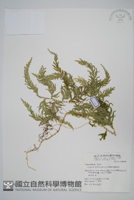 全緣卷柏藏品圖，第1張