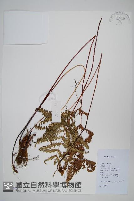 登錄號:P012592藏品圖，第1張