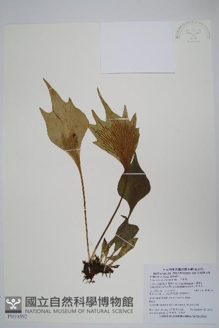 Accession Number:P010592 Collection Image, Figure 1, Total 2 Figures