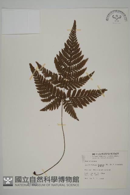 金毛蕨藏品圖，第1張