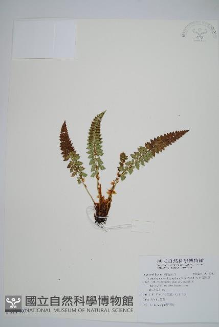 針葉耳蕨藏品圖，第1張