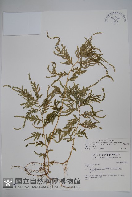 全緣卷柏藏品圖，第1張