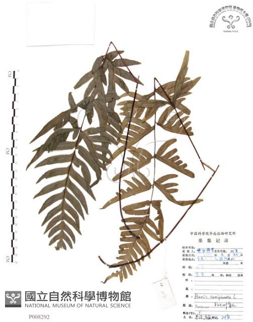 半邊羽裂鳳尾蕨藏品圖，第1張