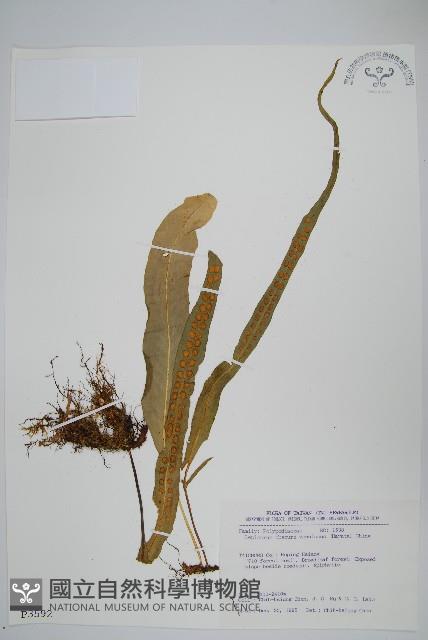 粵瓦葦藏品圖，第1張