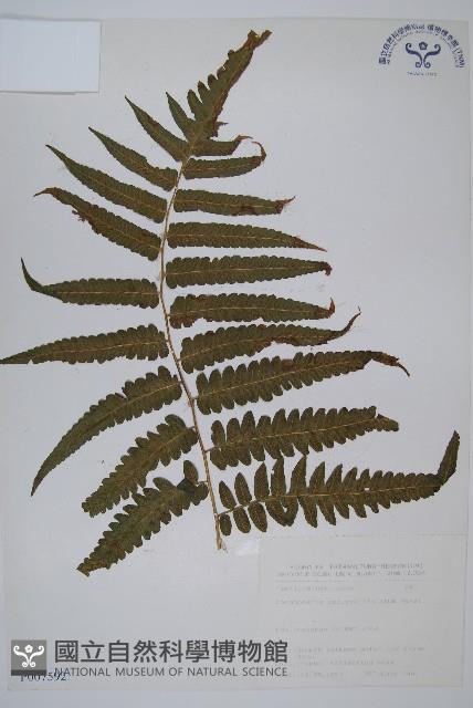 廣葉鋸齒雙蓋蕨藏品圖，第1張