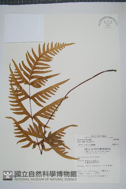 疏羽半邊旗藏品圖，第1張