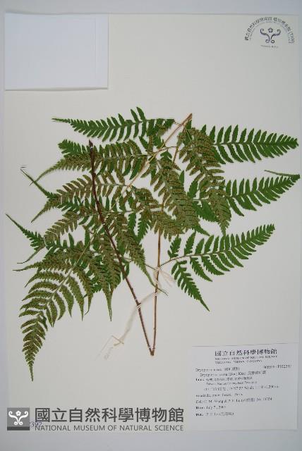 長葉鱗毛蕨藏品圖，第1張