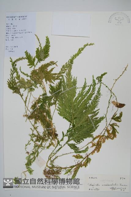 二形卷柏藏品圖，第1張