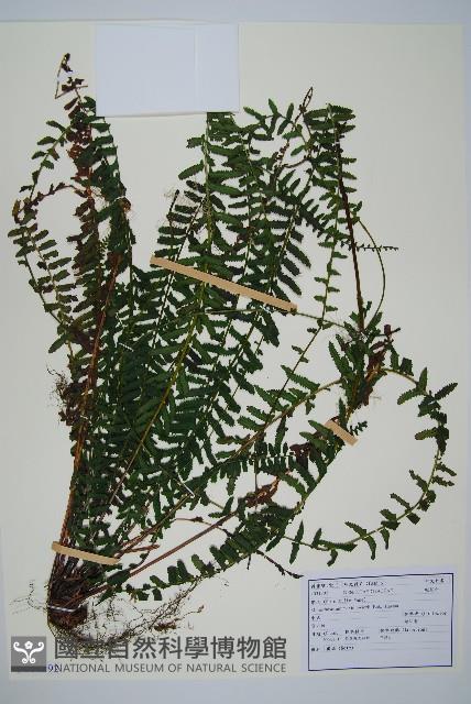 岩穴蕨藏品圖，第1張