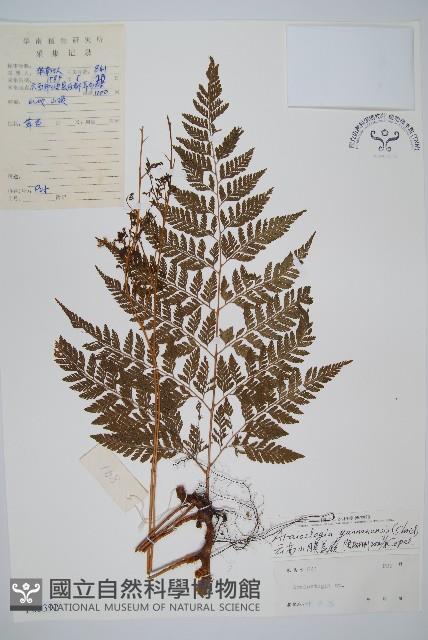 雲南小膜蓋蕨藏品圖，第1張
